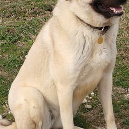 Anatolian Shepherd Dogs from Twisted Trails Farm
