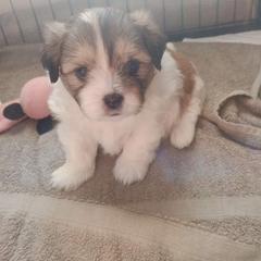 Mal-Shi Puppies from Maple's Malshies