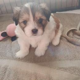 Mal-Shi Puppies from Maple's Malshies