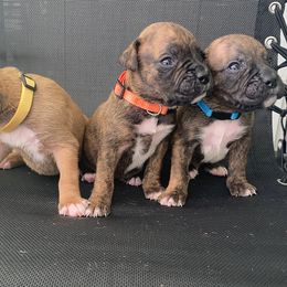 Boxer Puppies from Kruse Boxers