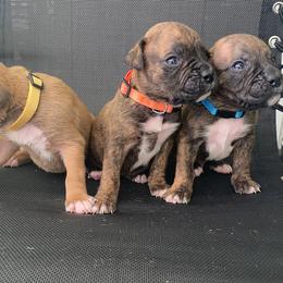 Boxer Puppies from Kruse Boxers