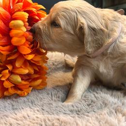 Pink - Golden female Golden Retriever puppy in Bonanza, Oregon from Gold 'N Dust Ranch