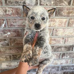 Boy 5 - Blue mottled male Australian Cattle Dog puppy in Irvington, Kentucky from Dry Valley’s Australian Cattle Dogs