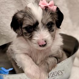 Pink collar toy - Blue merle female Aussiedoodle puppy in 32046, Florida from River Hill Ranch