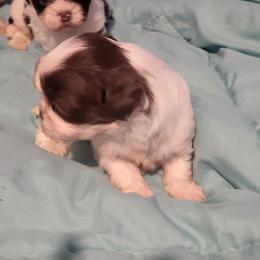 Bologna - Gold and white male Shih Tzu puppy in Newport, Arkansas from Gina's Lil Zues and Yorkies Kennel