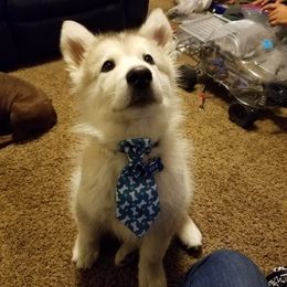 Alaskan Malamute Puppies from Sequoia Timber Malamutes