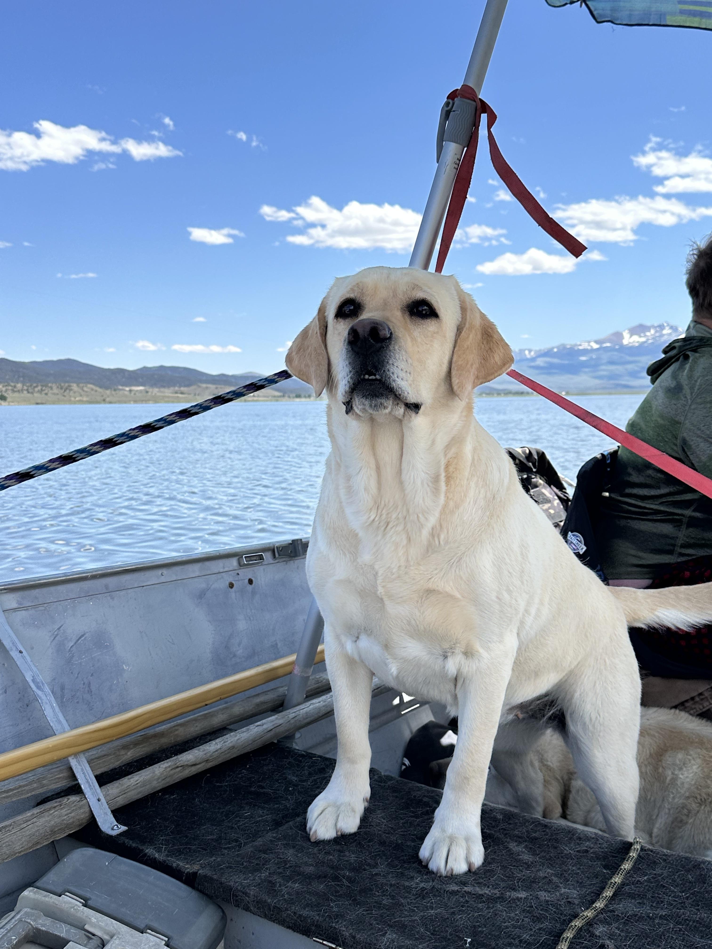 Candyview Labradors in Nevada | Labrador Retriever puppies | Good Dog