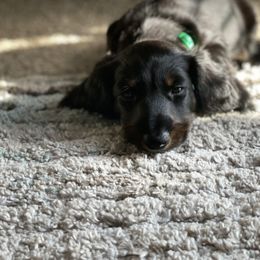 Dachshund Puppies from Meyerhaus (Weenie-Corn Ranch)