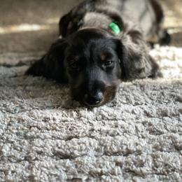 Dachshund Puppies from Meyerhaus (Weenie-Corn Ranch)