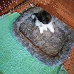 Pomeranian Puppies from Peggy's Precious Pomeranians