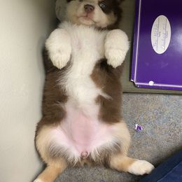 Australian Shepherd Puppies from Westrip Angus & Aussies