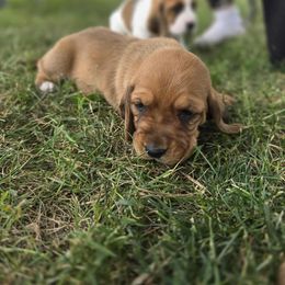 Basset Hound Puppies from Fisher's Couch Hounds