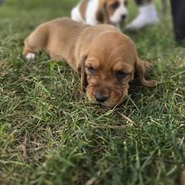 Basset Hound Puppies from Fisher's Couch Hounds