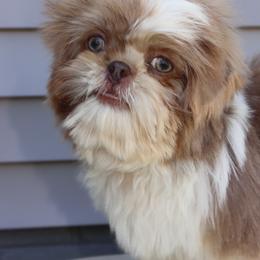 Luffy- Lavender Parti - Lilac male Shih Tzu puppy in Clinton, Tennessee from Southland’s Shih Tzus