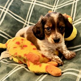 AKC Hiccup - Chocolate and tan male Dachshund puppy in Indiana from Dani’s Darling Doxies