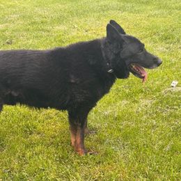 Ike - German Shepherd