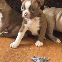 George - Seal and white male Boston Terrier puppy in Wellington, Ohio from Twist of Faith Farms