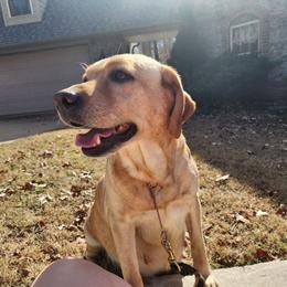 Mary Poppins - Labrador Retriever