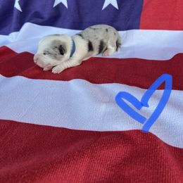 Cardigan Welsh Corgi Puppies from Wild K Ranch