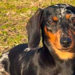 American Corgis and Dachshunds from Rafter C Ranch Doxies