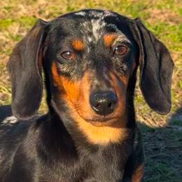 American Corgis and Dachshunds from Rafter C Ranch Doxies