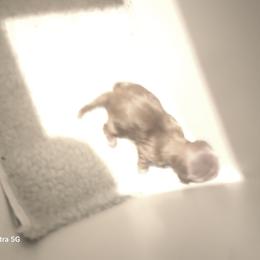 Girl 1 - Liver female Shih Tzu puppy in Belleville, Michigan from Patricia's Heavenly Earth Angels