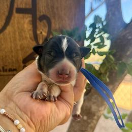Bluey - Blue speckled male Australian Cattle Dog puppy in Sahuarita, Arizona from A2 Australian Cattle Dogs