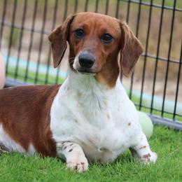 Basil - Dachshund