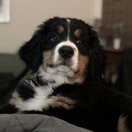 Bernese Mountain Dog Puppies from Cole Shanholtz's Bernese Mountain Dogs