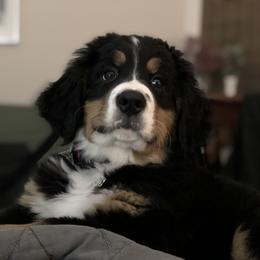 Bernese Mountain Dog Puppies from Cole Shanholtz's Bernese Mountain Dogs