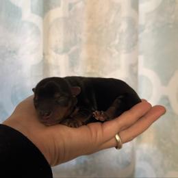 Milo - Black and tan male Yorkshire Terrier puppy in Boone, North Carolina from Coffeycup Yorkies