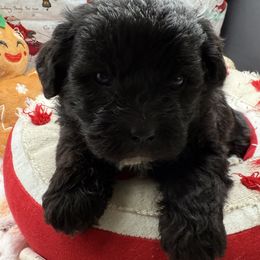 Austin - Black male Shihpoo puppy in Colonial Beach, Virginia from BeachRidge Pups