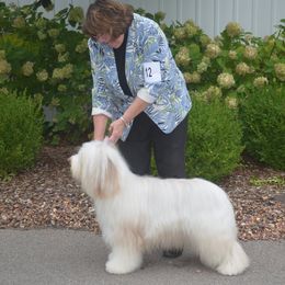 Bearded Collie All Grown Up from Meadows Bearded Collies