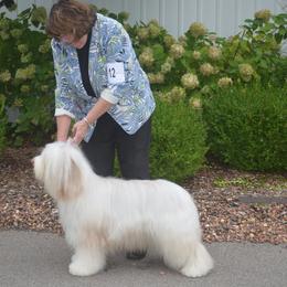 Bearded Collie All Grown Up from Meadows Bearded Collies