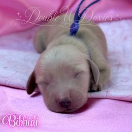 Bibbidi - Cream female Dachshund puppy in Alto, Texas from Double W Doxies