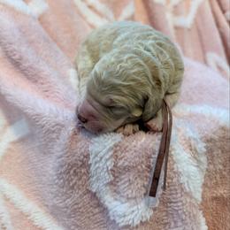 Muzick - Cream female Goldendoodle puppy in Houston, Texas from Were The Mack'Doodles