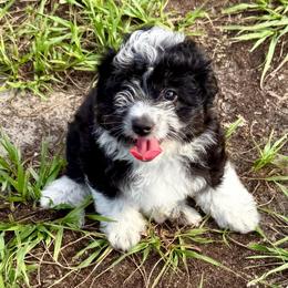 Blue collar toy - Black tri-color male Aussiedoodle puppy in 32046, Florida from River Hill Ranch
