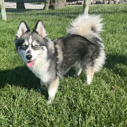 Riley - Pomsky