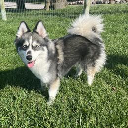 Riley - Pomsky