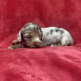 Winnie - Dapple female Dachshund puppy in Richmond, Virginia from Paw Prints