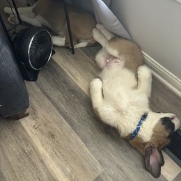 Companion Cross and Saint Bernard Puppies from Coleman Saint Bernards of Ohio