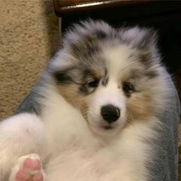 Shetland Sheepdog Puppies from Sunaire Shelties