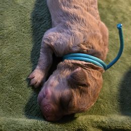 Teal - Deadgrass Chesapeake Bay Retriever puppy in Winneconne, Wisconsin from Lone Willow Chesapeakes