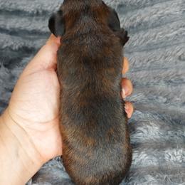 IDA - Black Brindle - Brindle female Dachshund puppy in Swink, Oklahoma from Palali Farm