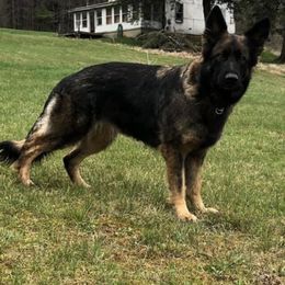 German Shepherds from Galaxy German Shepherds