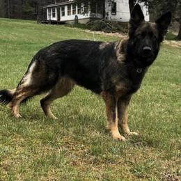 German Shepherds from Galaxy German Shepherds