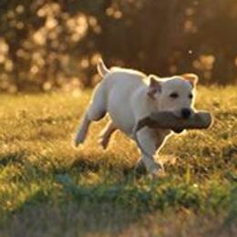 Chesapeake Bay Retrievers and Labrador Retrievers from Big Sioux Retrievers