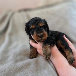 Dexter - Phantom male Bernedoodle puppy in Malden, Illinois from Doting Doodles