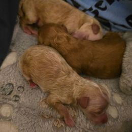 Poodle puppies from Collier's Canines
