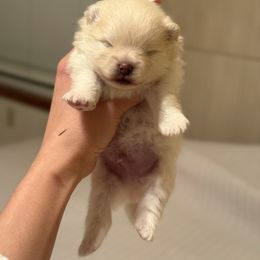 Boy 1 - Cream male Pomeranian puppy in Denver, Colorado from Diana's Pomeranians